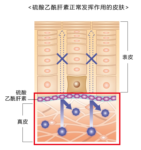 硫酸乙酰肝素正常发挥作用的皮肤