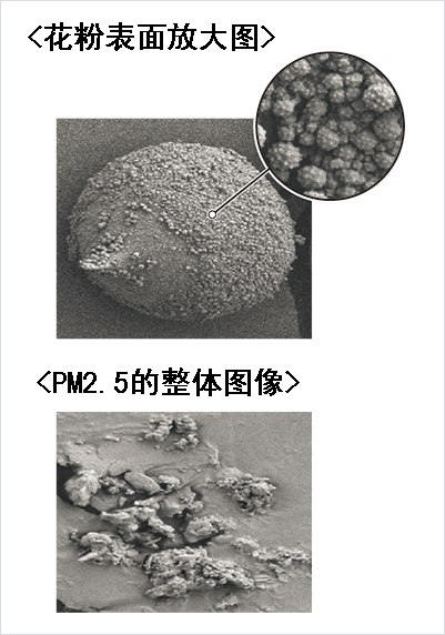 花粉和PM的表面
