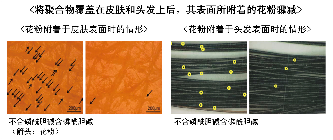 将聚合物覆盖在皮肤和头发上后,其表面所附着的花粉骤减